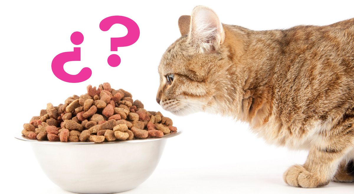 Nutrición Felina