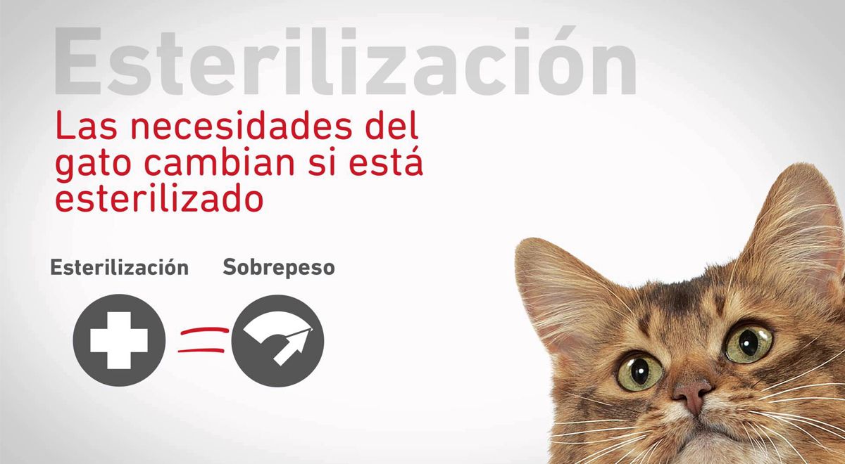 nutricion felina gatos castrados clinica veterinaria elche santa pola
