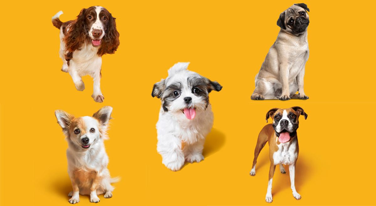perros-raza-predisposicion-enfermedades perros raza predisposicion enfermedades clinica veterinaria elche y santa pola