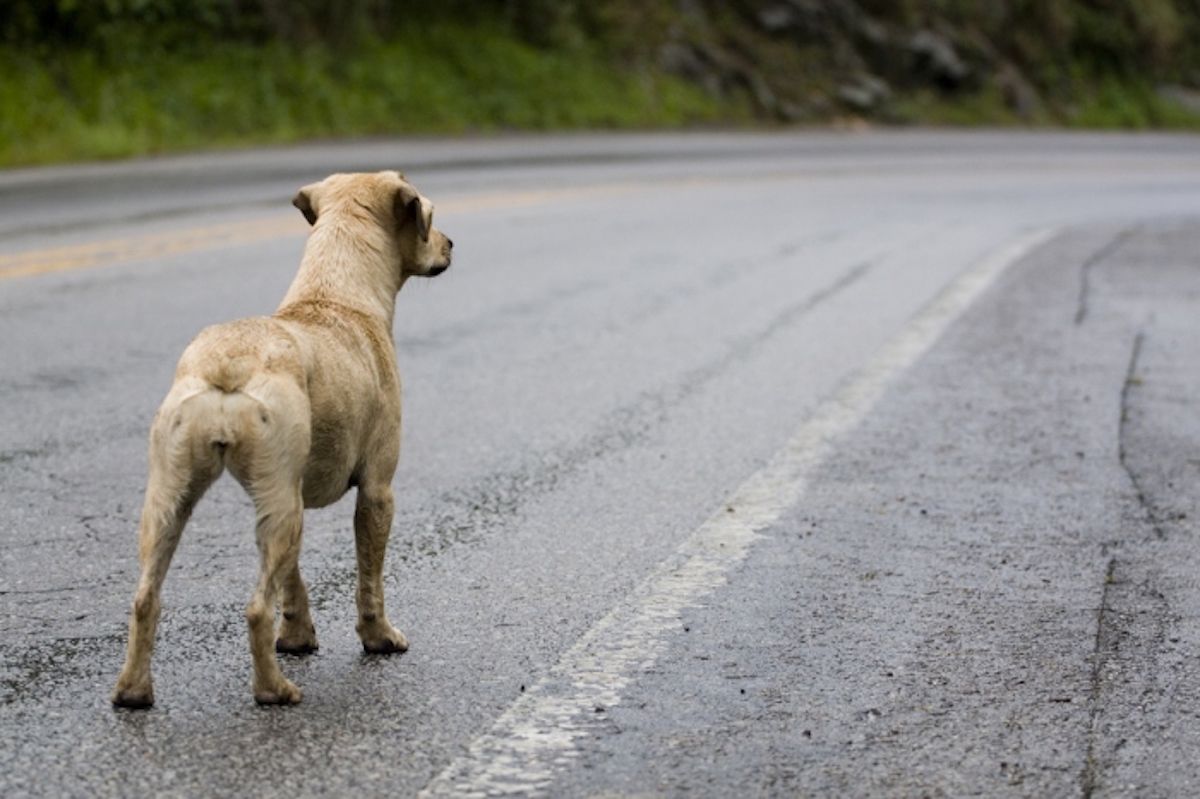 Abandono de animales