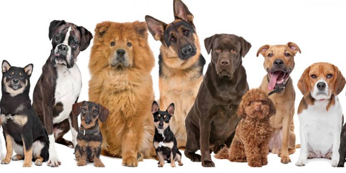 Como elegir el perro ideal