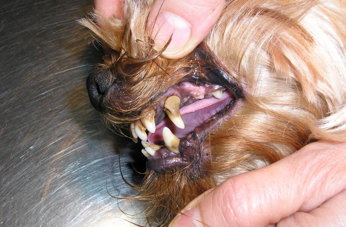 enfermedad-periodontal-perros-gatos enfermedad periodontal en perros y gatos