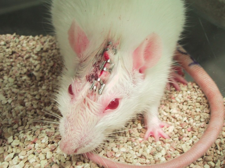 experimentación con ratones