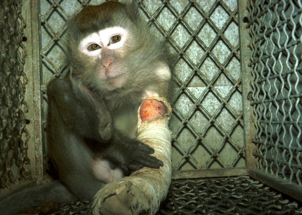 experimentación con primates
