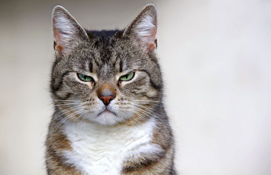 reducir estres a tu gato reducir estrés a tu gato
