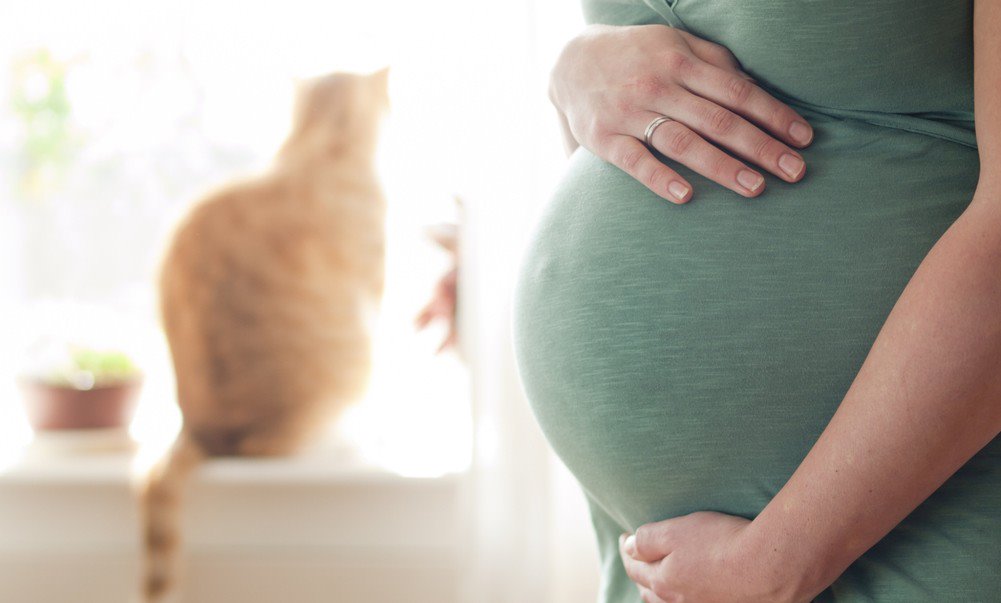 Toxoplasmosis enfermedad de los gatos y las embarazadas