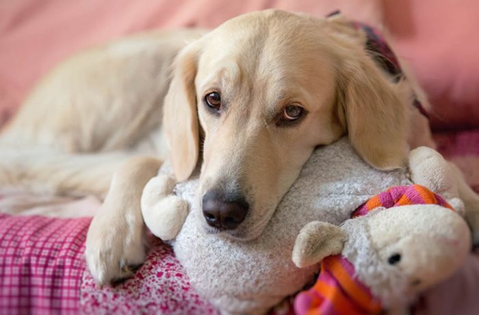 Embarazo psicológico canino