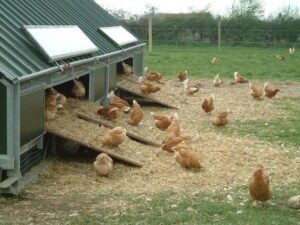 producción gallinas en naves y aire libre