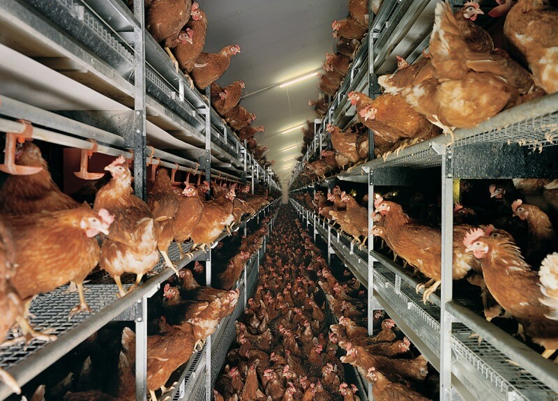 Explotación de gallinas