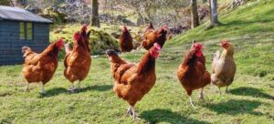 gallinas ecológicas