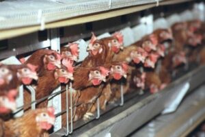 gallinas-en-bateria