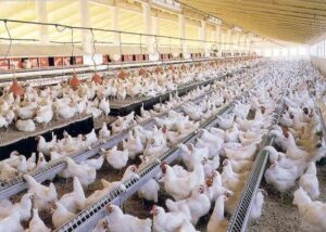 nave avicola explotacion de gallinas