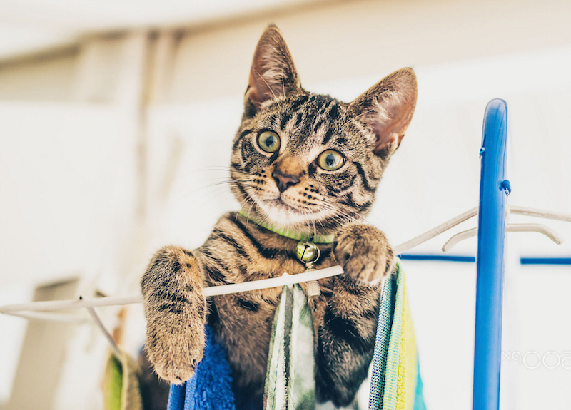 ¿ Por qué no es buena idea ponerle un cascabel al gato ?