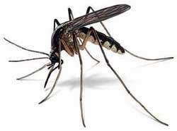 enfermedades por mosquitos