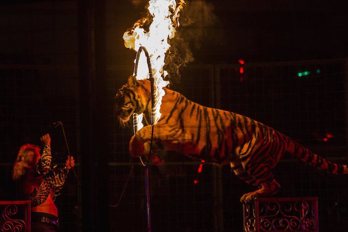 Circos sin animales, maltrato animal en circos