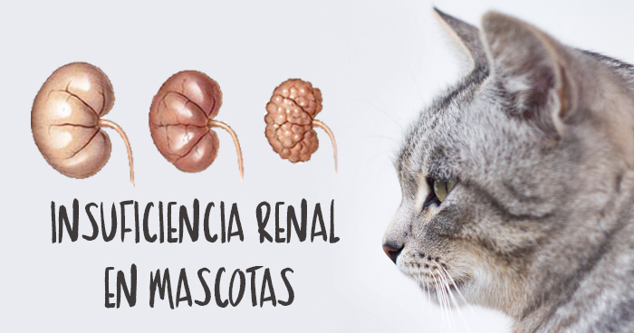 enfermedad renal cronica en perros y gatos enfermedad renal cronica en perros y gatos