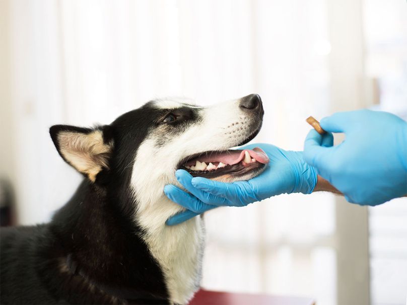 La importancia de la desparasitación en perros y gatos