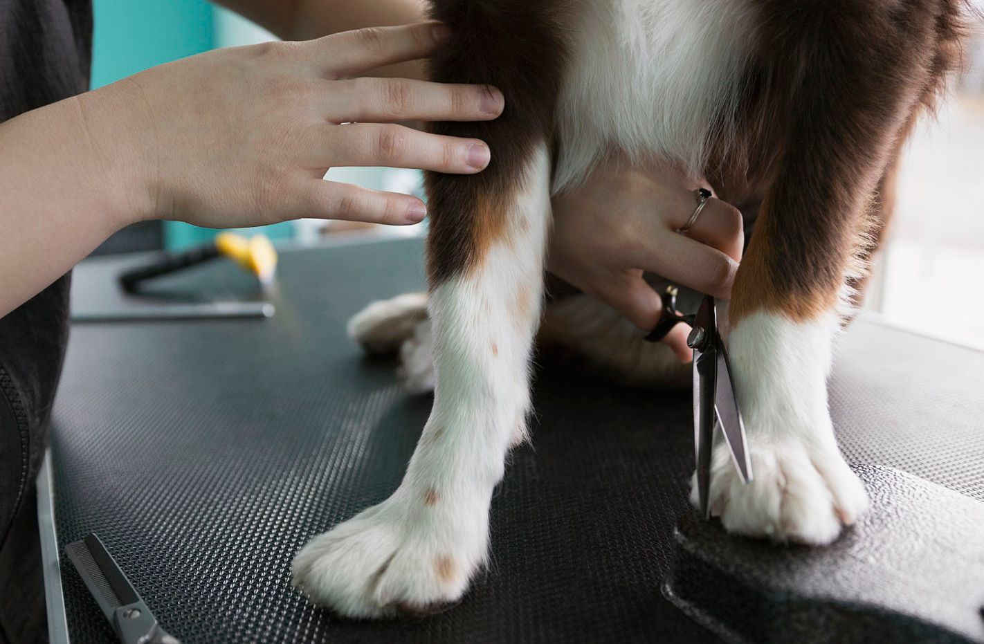 ¿Es malo pelar a los perros de pelo largo?