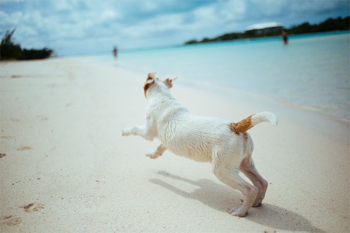 ¿Puede coger otitis mi perro por bañarlo en la playa?