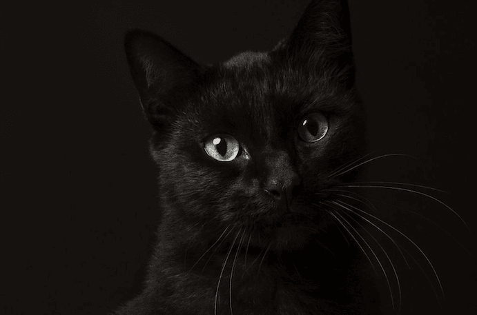 ¿ Cómo ven los gatos ?
