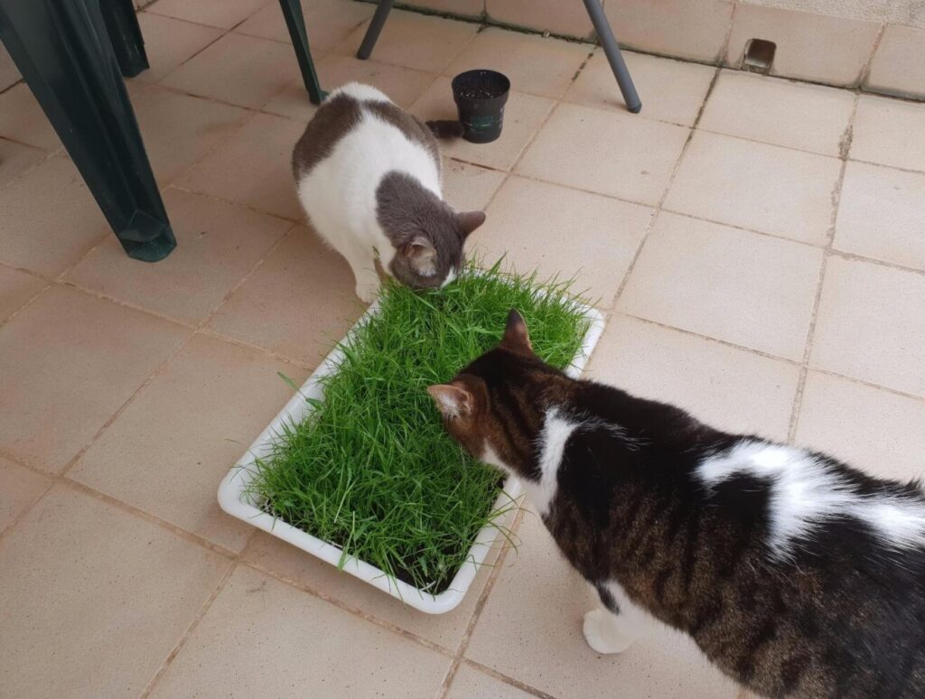 hierba para gatos