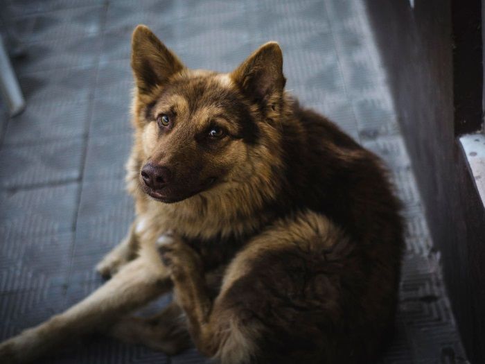 Alergias alimentarias en perros y gatos