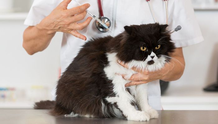 Debo vacunar a mi perro o gato si no salen de casa