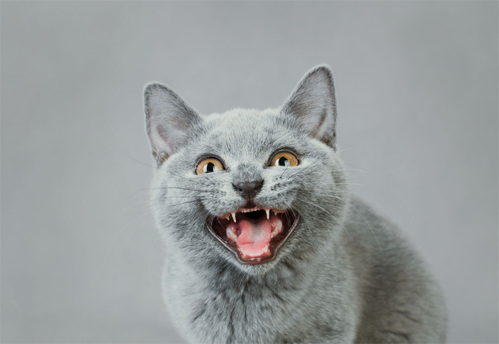 maullido del gato