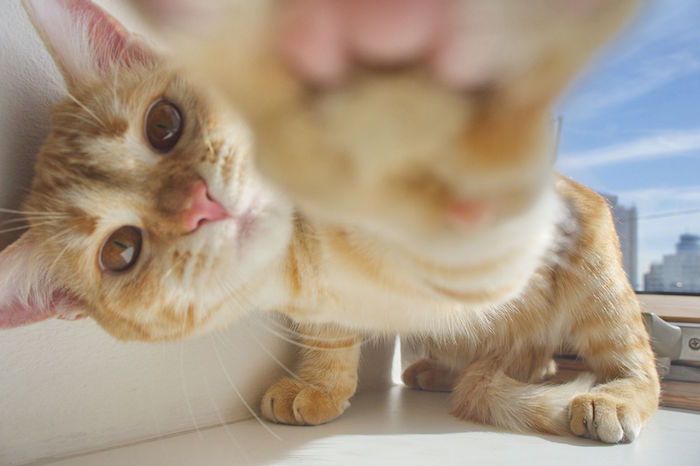 Como mejorar la calidad de vida de mi gato y evitar su aburrimiento