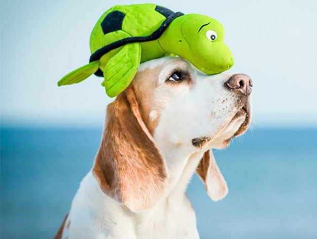 Juguetes para perros