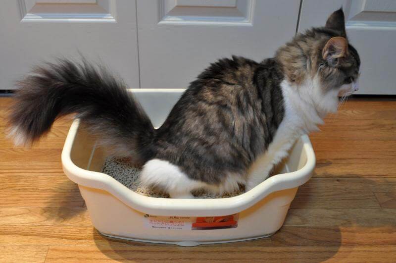 Mi gato no puede orinar