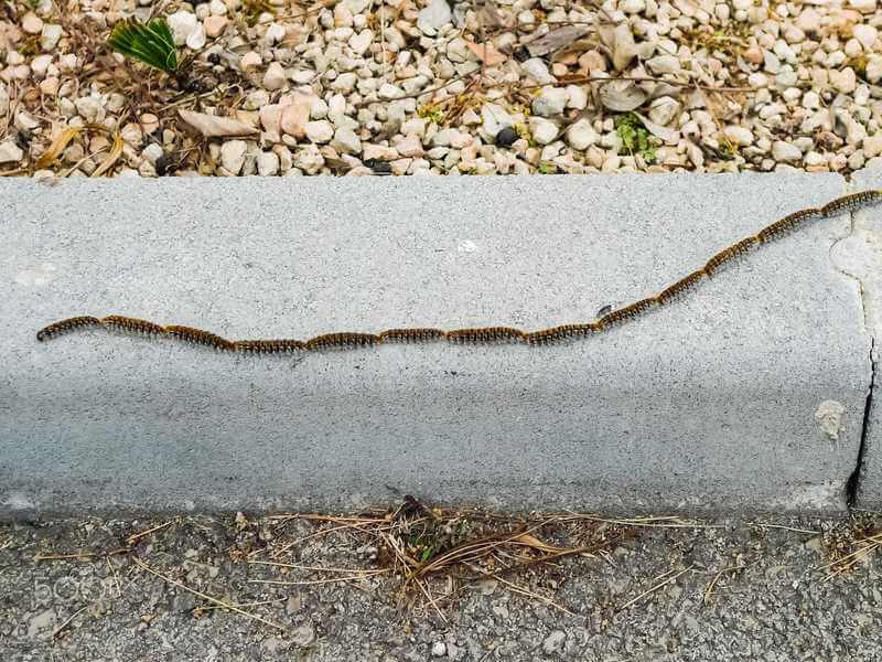 Oruga procesionaria, un peligro para nuestras mascotas
