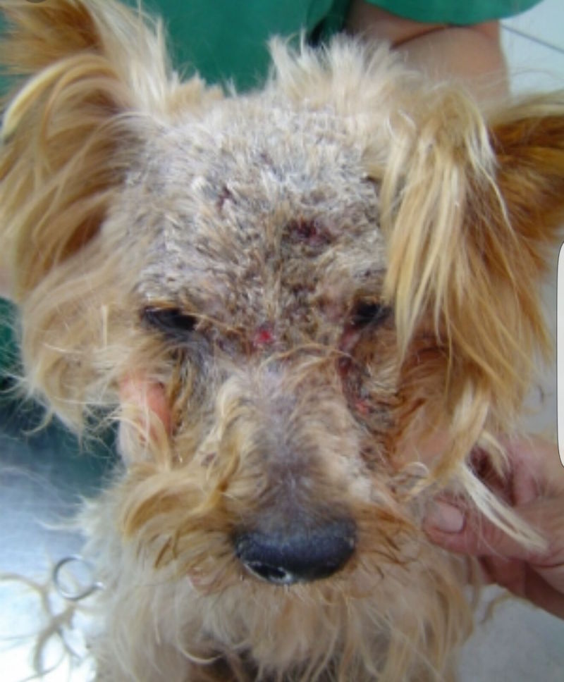 perro con leishmaniosis