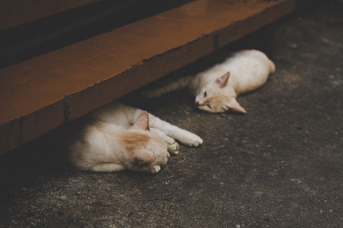 ¿Qué es el sida en los gatos?