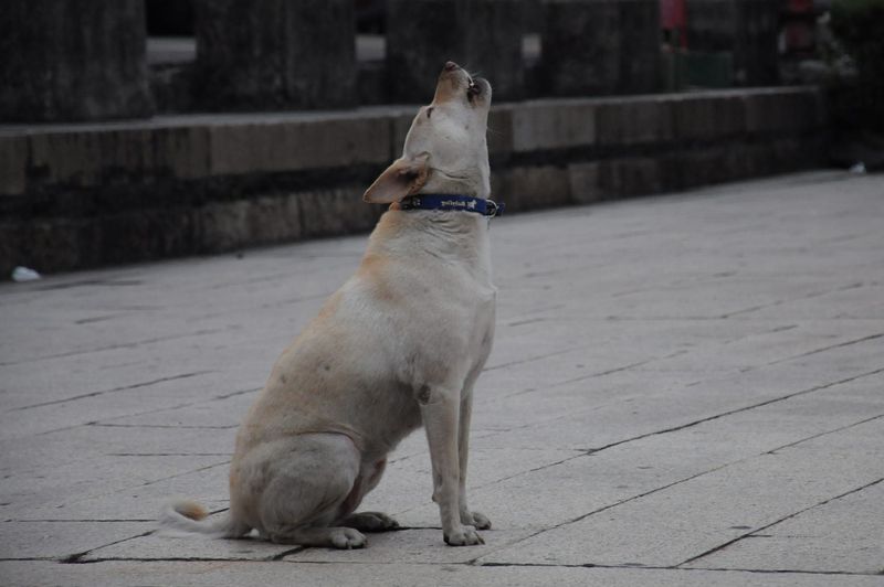Porque aúllan los perros Porque aúllan los perros