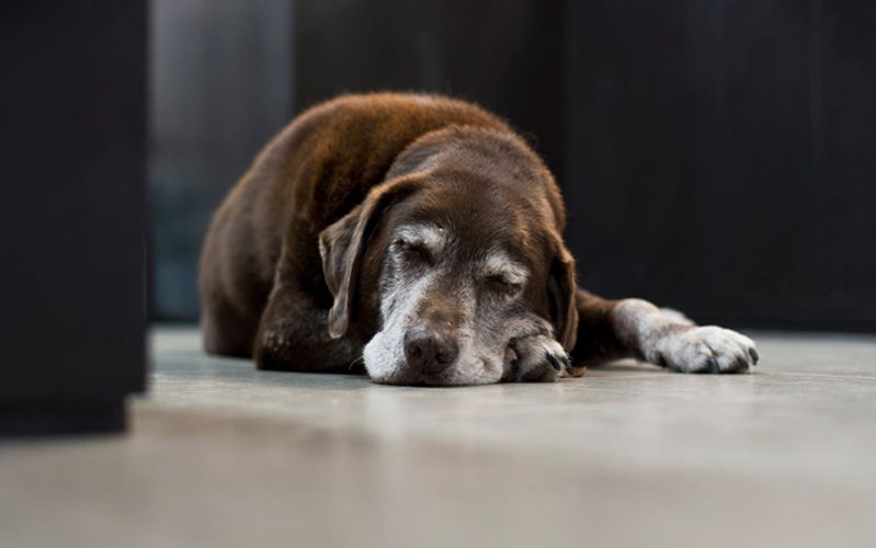 Disfunción cognitiva en perros y gatos
