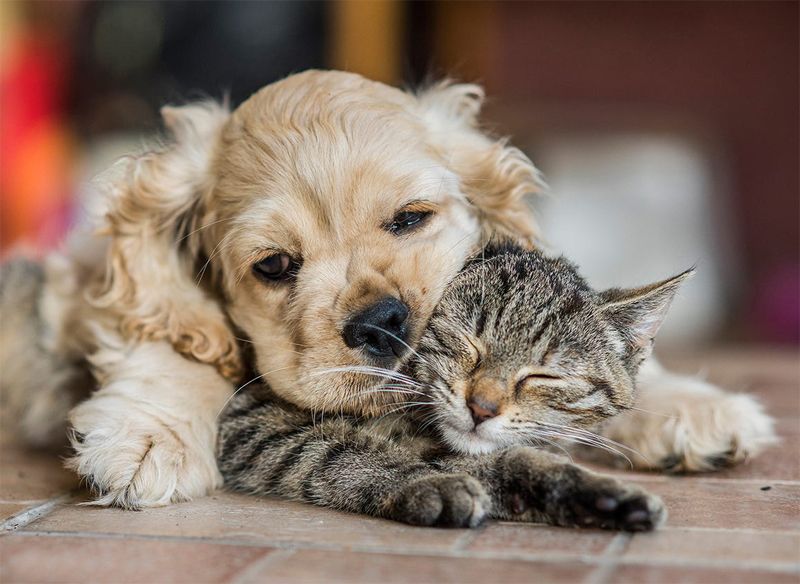 Curiosidades de cachorros y gatitos