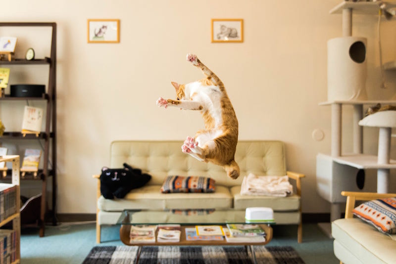 como caen los gatos