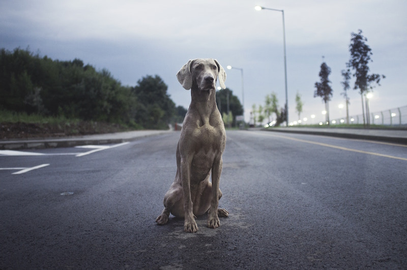 Abandono de animales en 2017