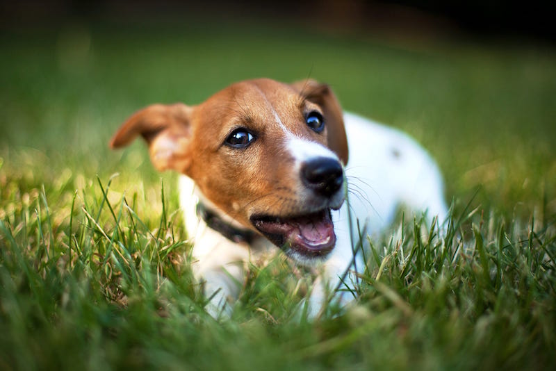 ¿Por qué los perros comen hierba?