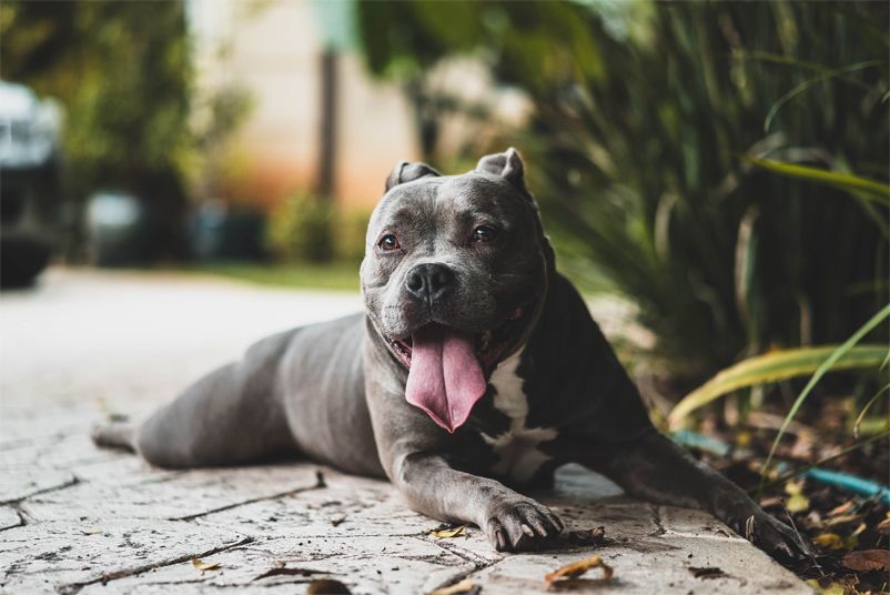 ¿Sudan los perros?