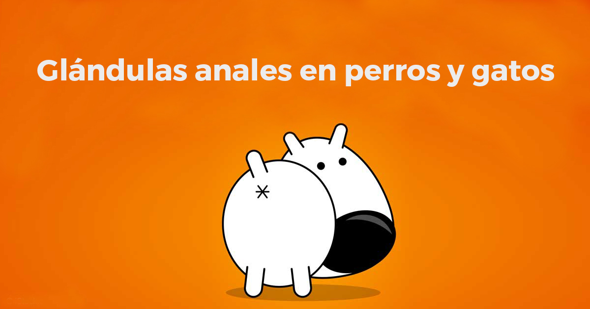 Glándulas anales en perros y gatos