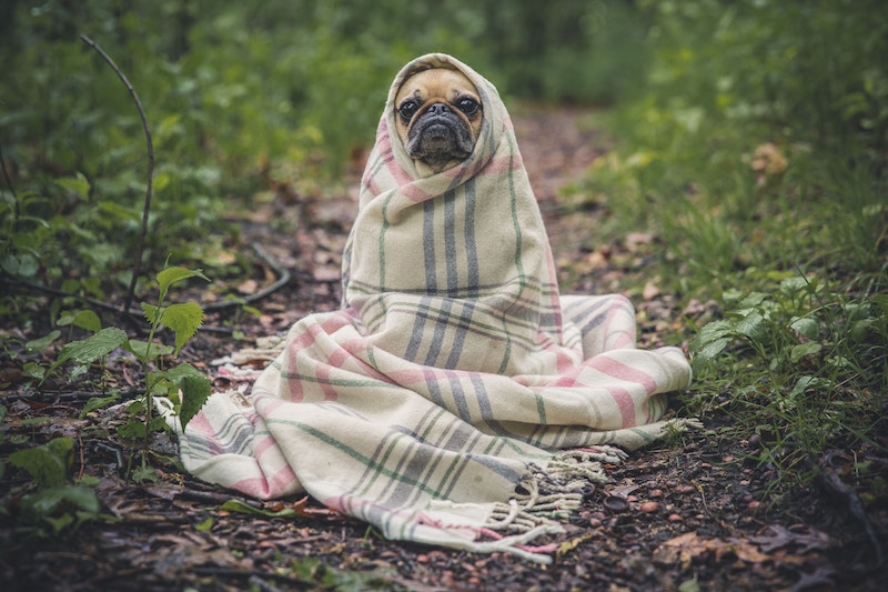 cuida a tu perro o gato en invierno