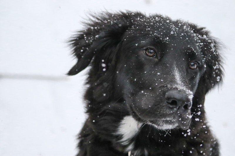 Como cuidar a tu perro y gato en invierno