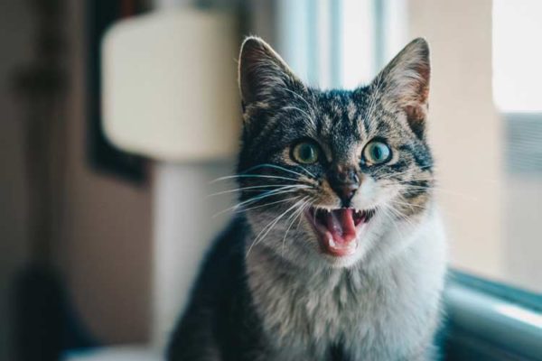 ¿Mi gato tiene asma?