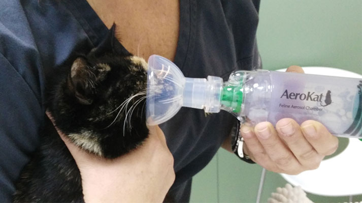 tratamiento de asma en gatos
