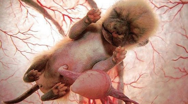 Hernia umbilical en perros y gatos