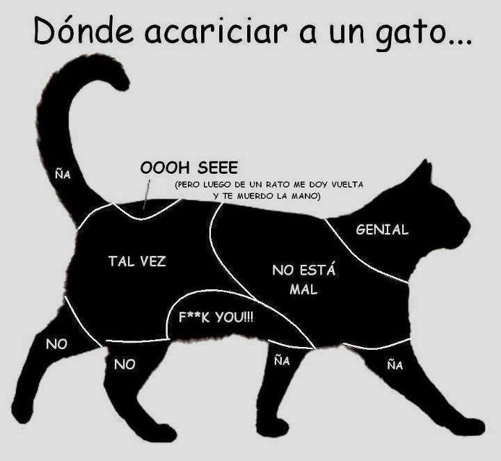 partes del gato donde tocar y donde no