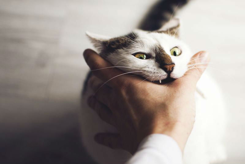 ¿Por qué me muerde mi gato?
