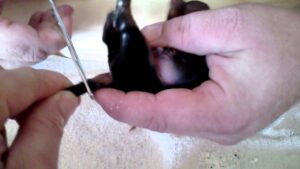 cortar cola a perros